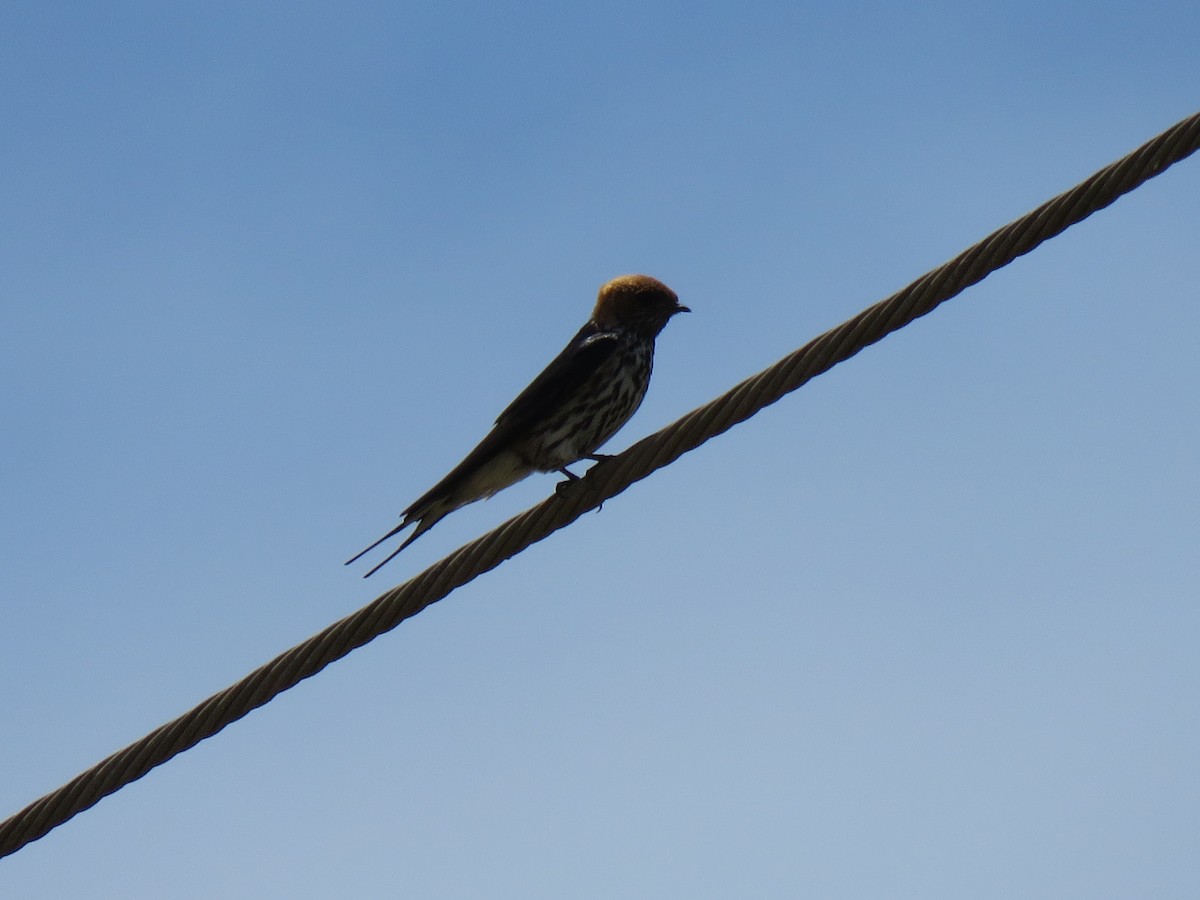 Lesser Striped Swallow - ML623353663