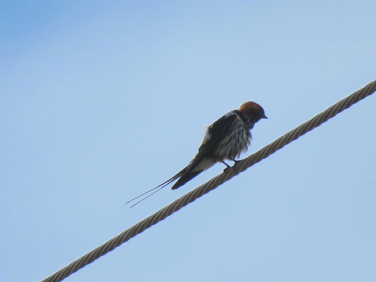 Lesser Striped Swallow - ML623353668