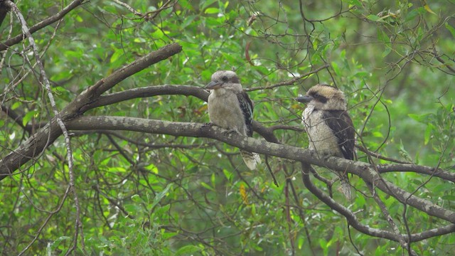 Laughing Kookaburra - ML623353680