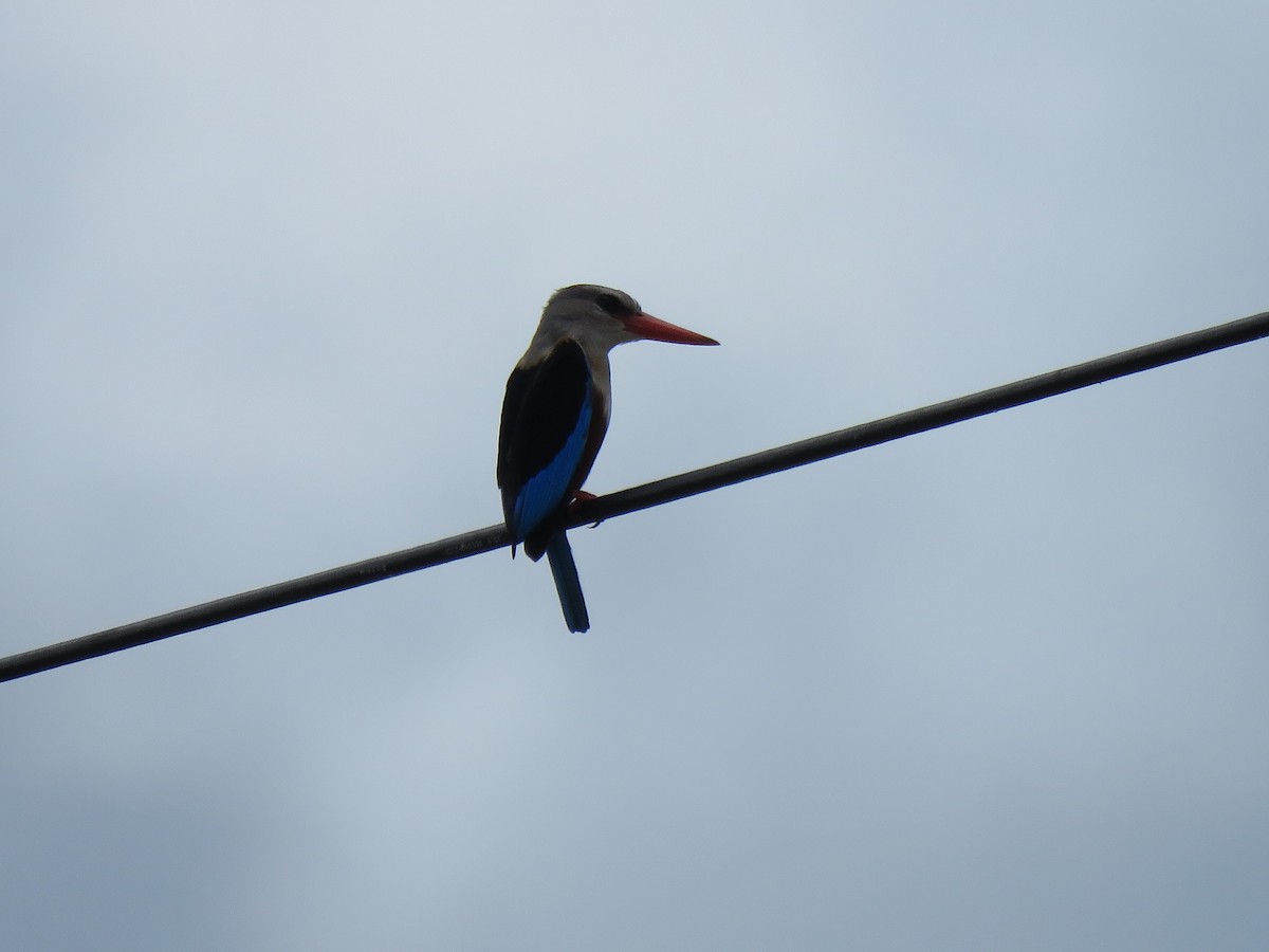 Gray-headed Kingfisher - ML623353683