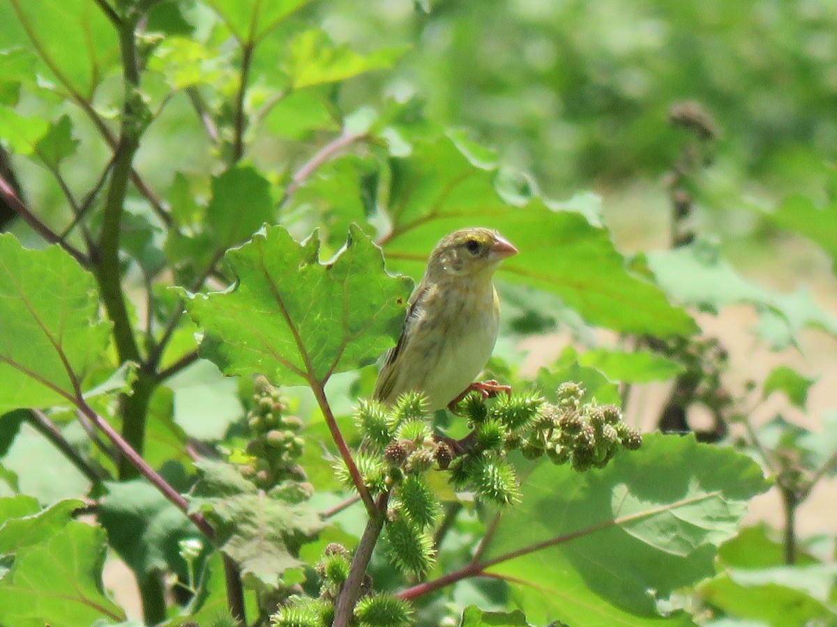 Fire-fronted Bishop - ML623353711