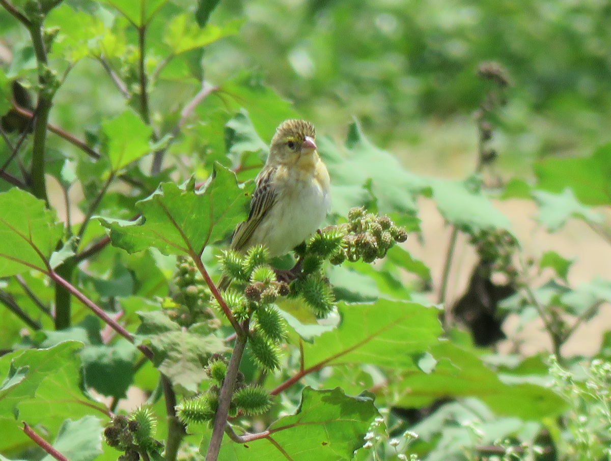 Fire-fronted Bishop - Beniamino Tuliozi