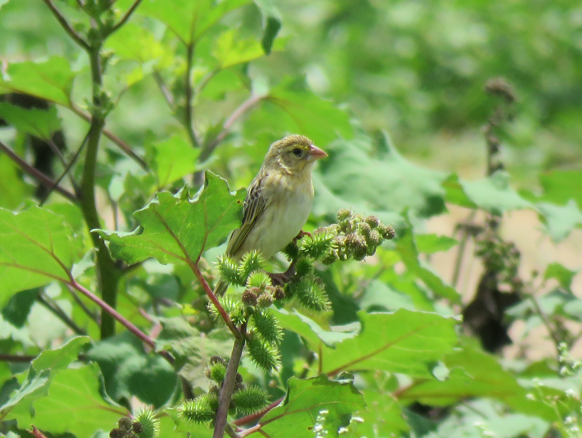 Fire-fronted Bishop - ML623353714