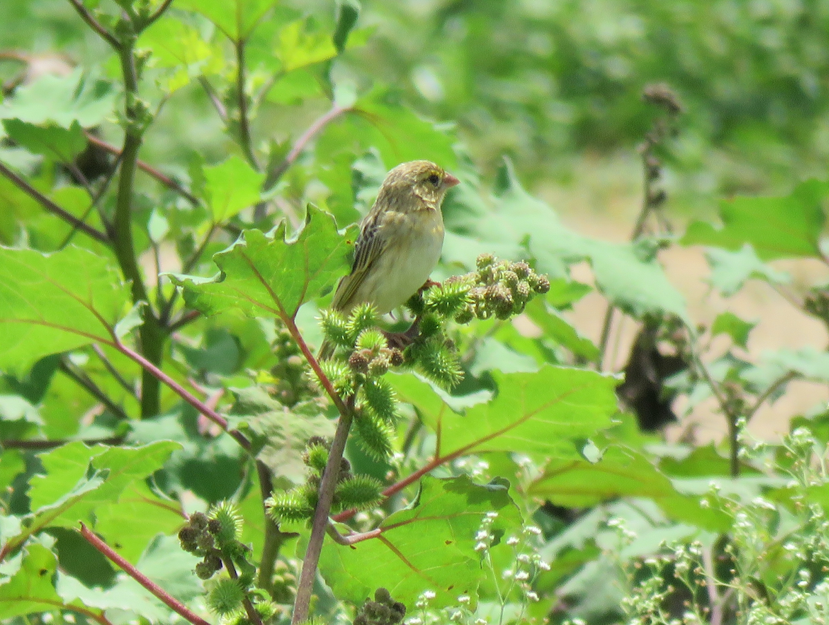 Fire-fronted Bishop - ML623353715