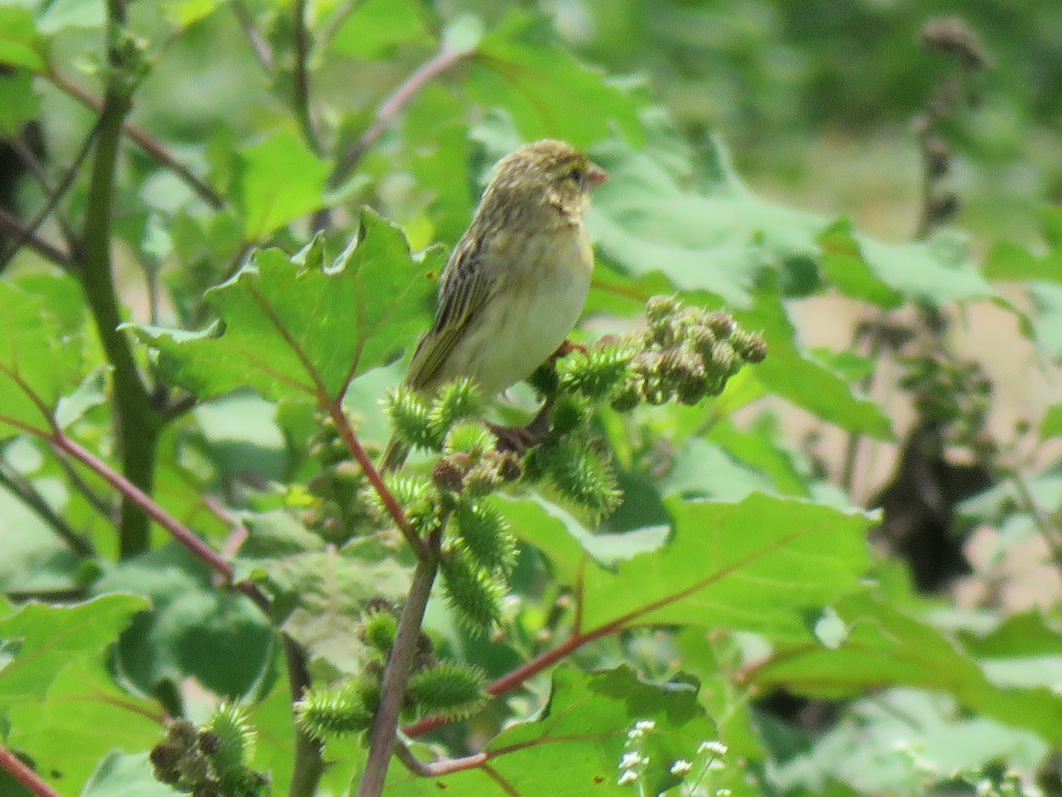 Fire-fronted Bishop - Beniamino Tuliozi