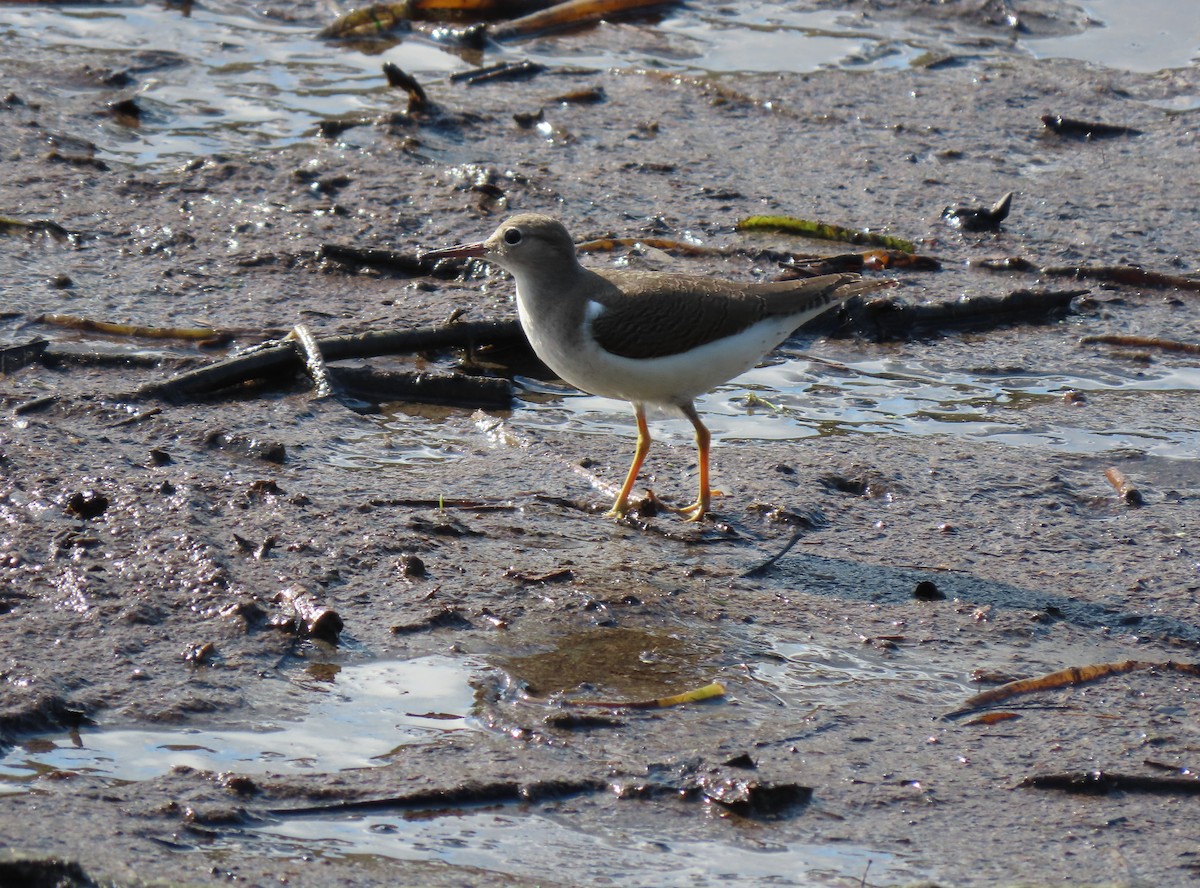 Spotted Sandpiper - ML623353720