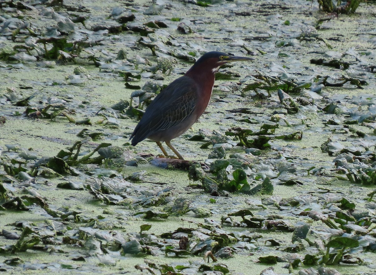 Green Heron - ML623353732