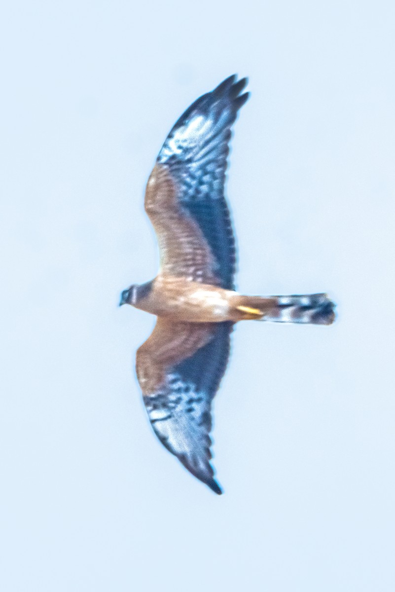 Pallid/Montagu's Harrier - ML623353733