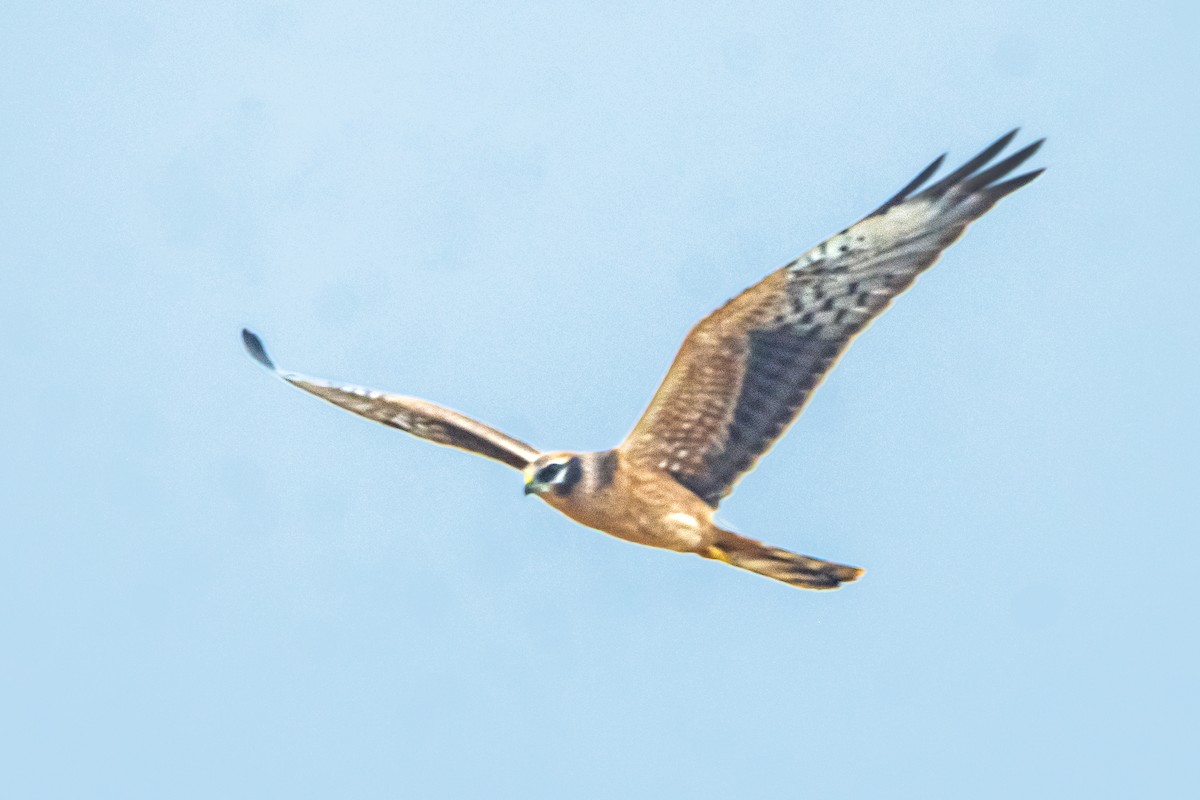 Pallid/Montagu's Harrier - ML623353734