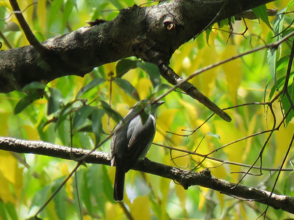 Ashy Flycatcher - ML623353735