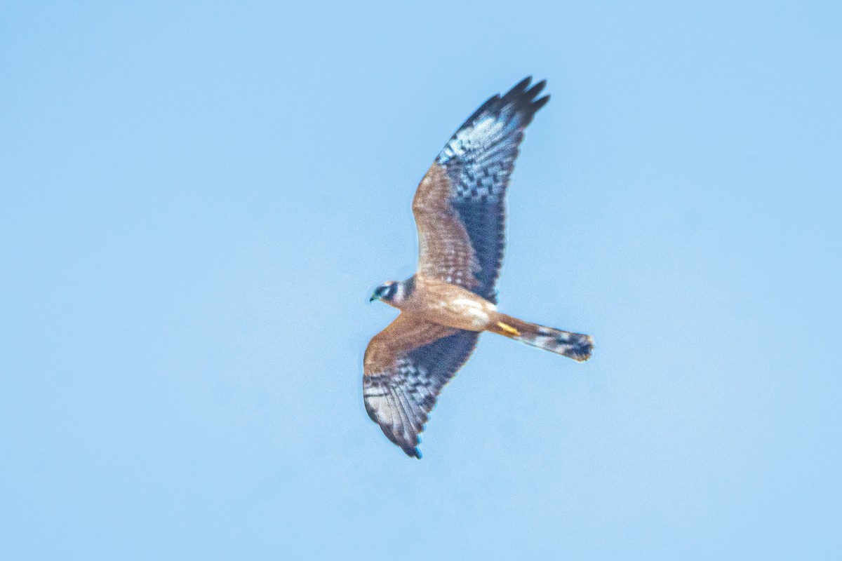 Pallid/Montagu's Harrier - ML623353736