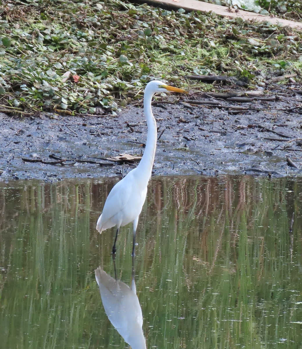 Great Egret - ML623353737