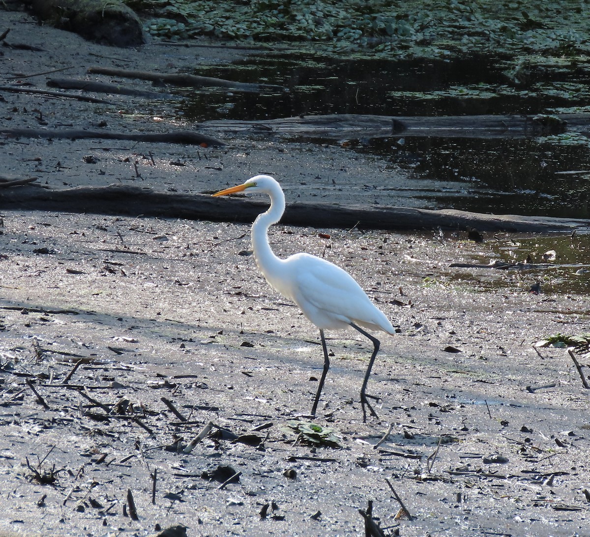 Great Egret - ML623353739
