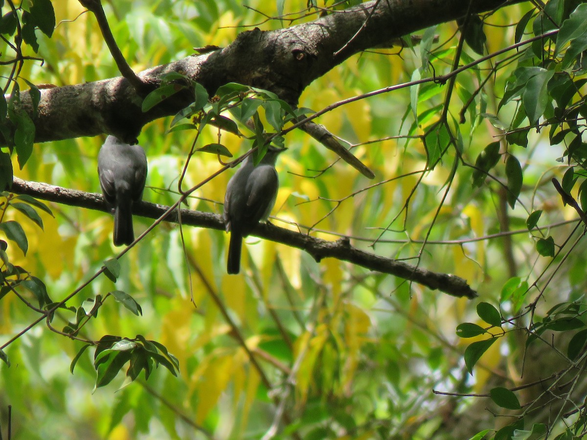 Ashy Flycatcher - ML623353744