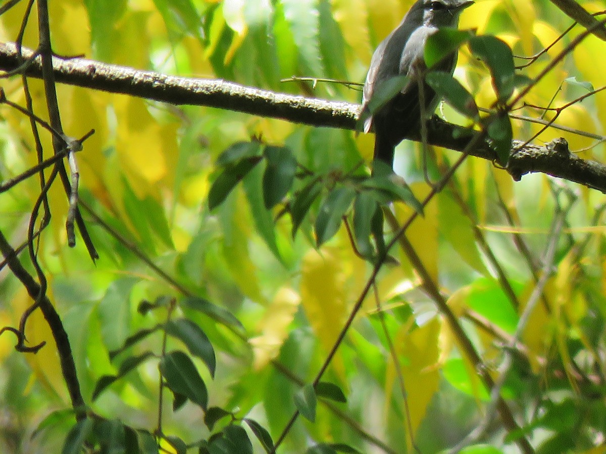 Ashy Flycatcher - ML623353747