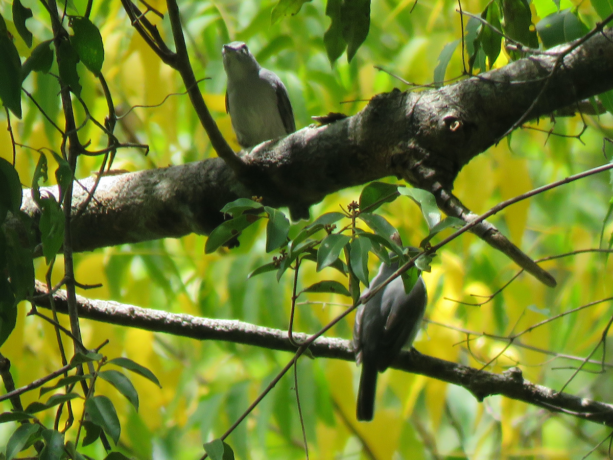 Ashy Flycatcher - ML623353748