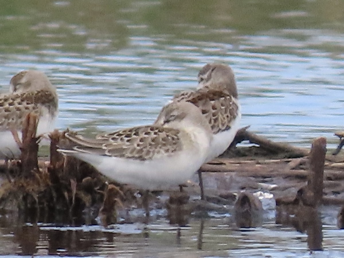 Western Sandpiper - Tim Carney