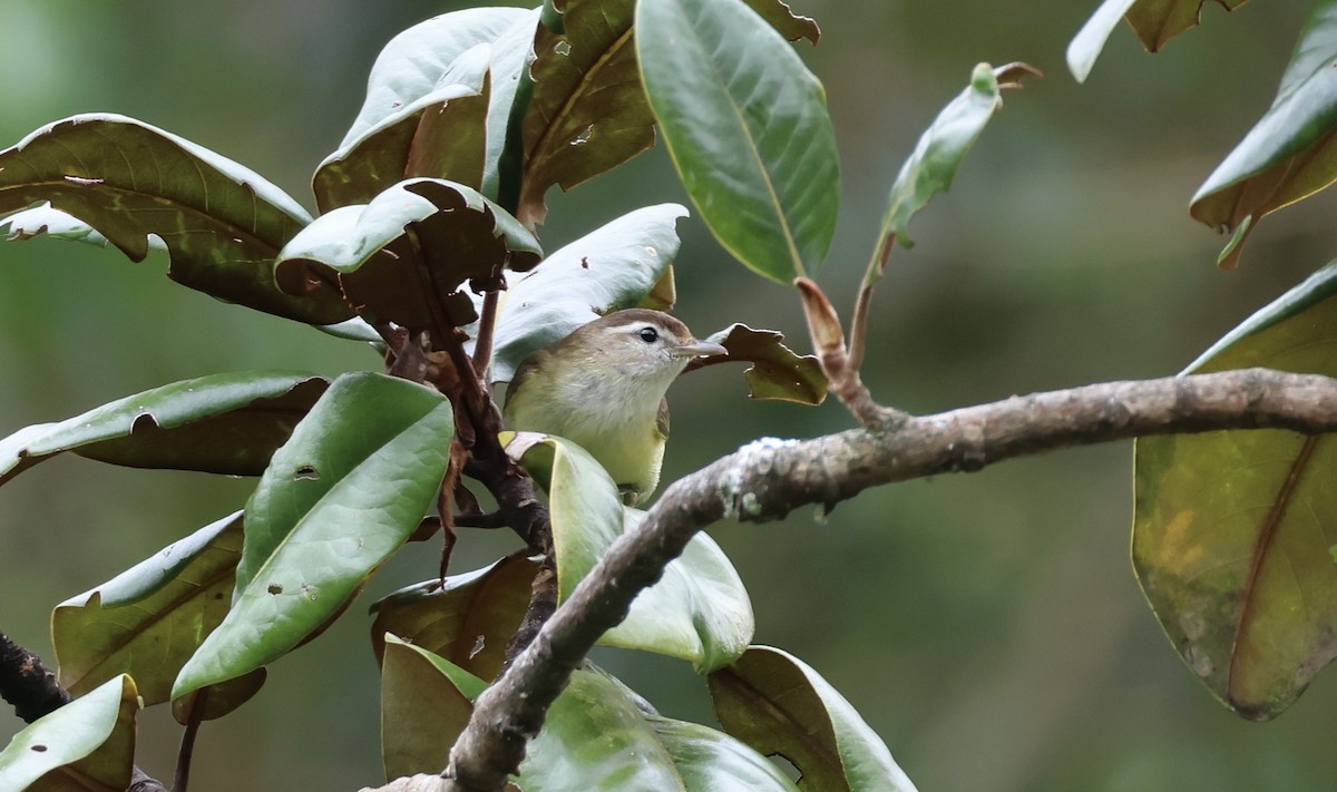 Kahverengi Vireo - ML623353824