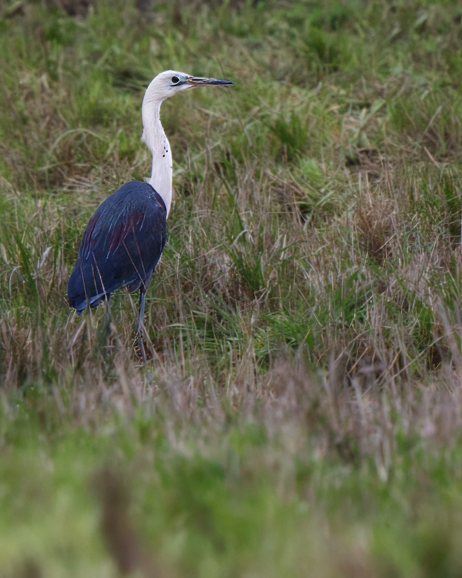 Pacific Heron - ML623353854