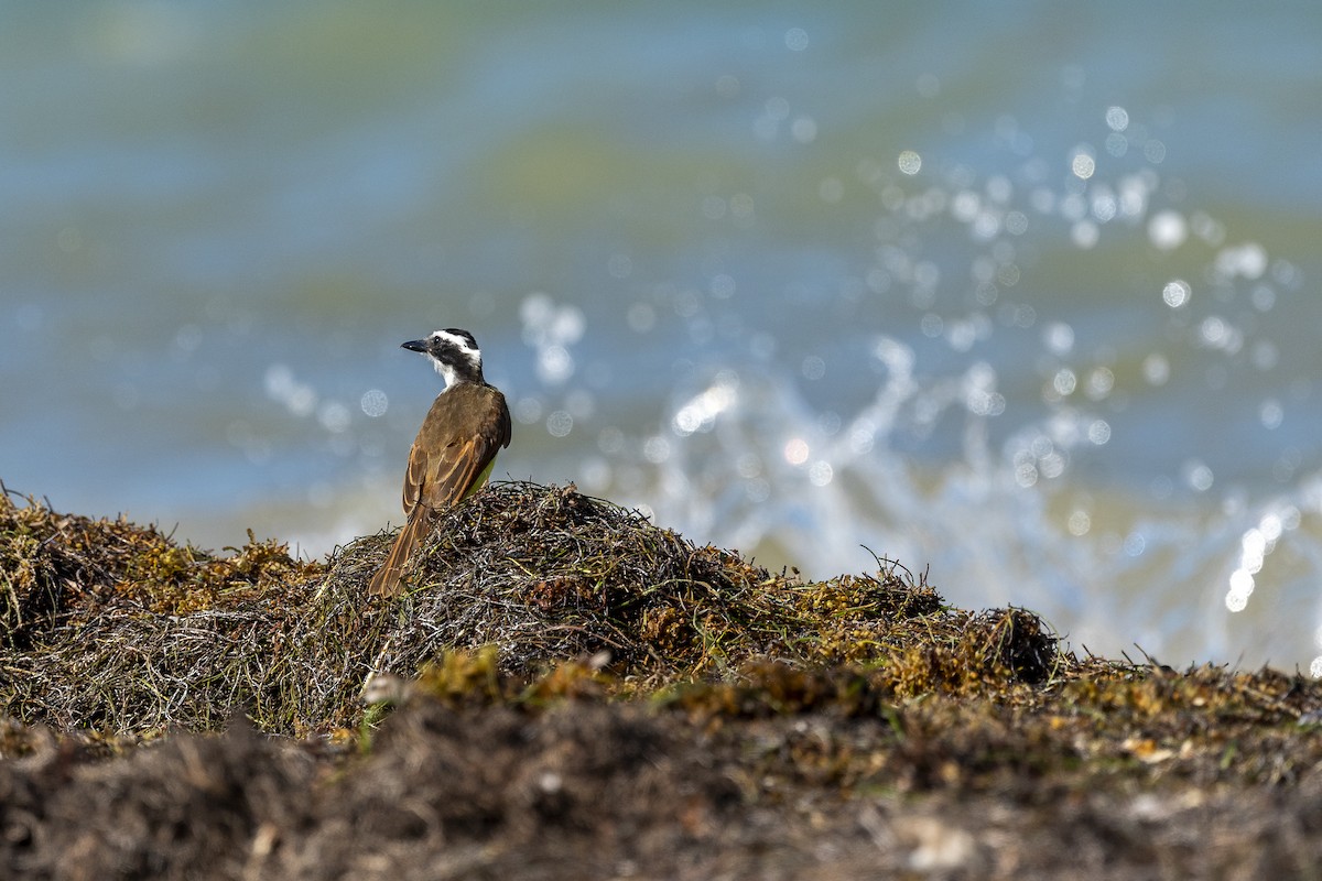 Great Kiskadee - ML623353867