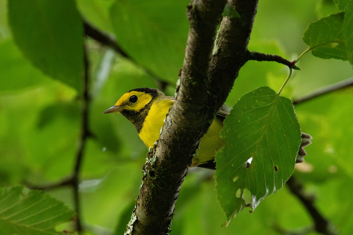 Hooded Warbler - ML623353906