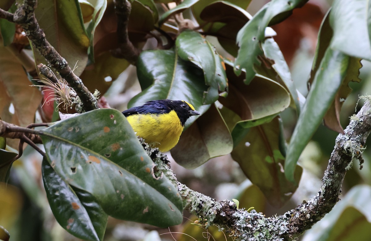 Orange-bellied Euphonia - Jamie Adams