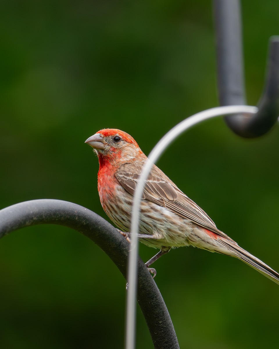 House Finch - ML623353914