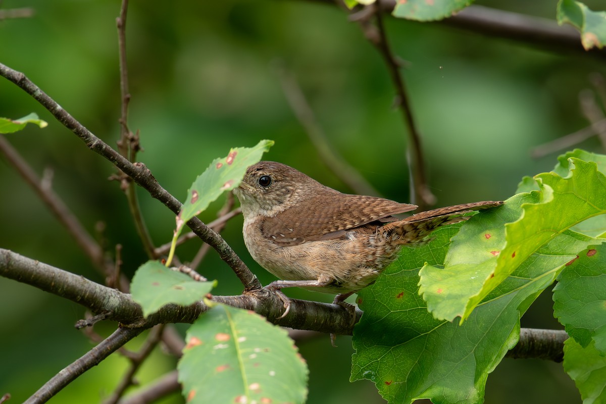 House Wren - ML623353920