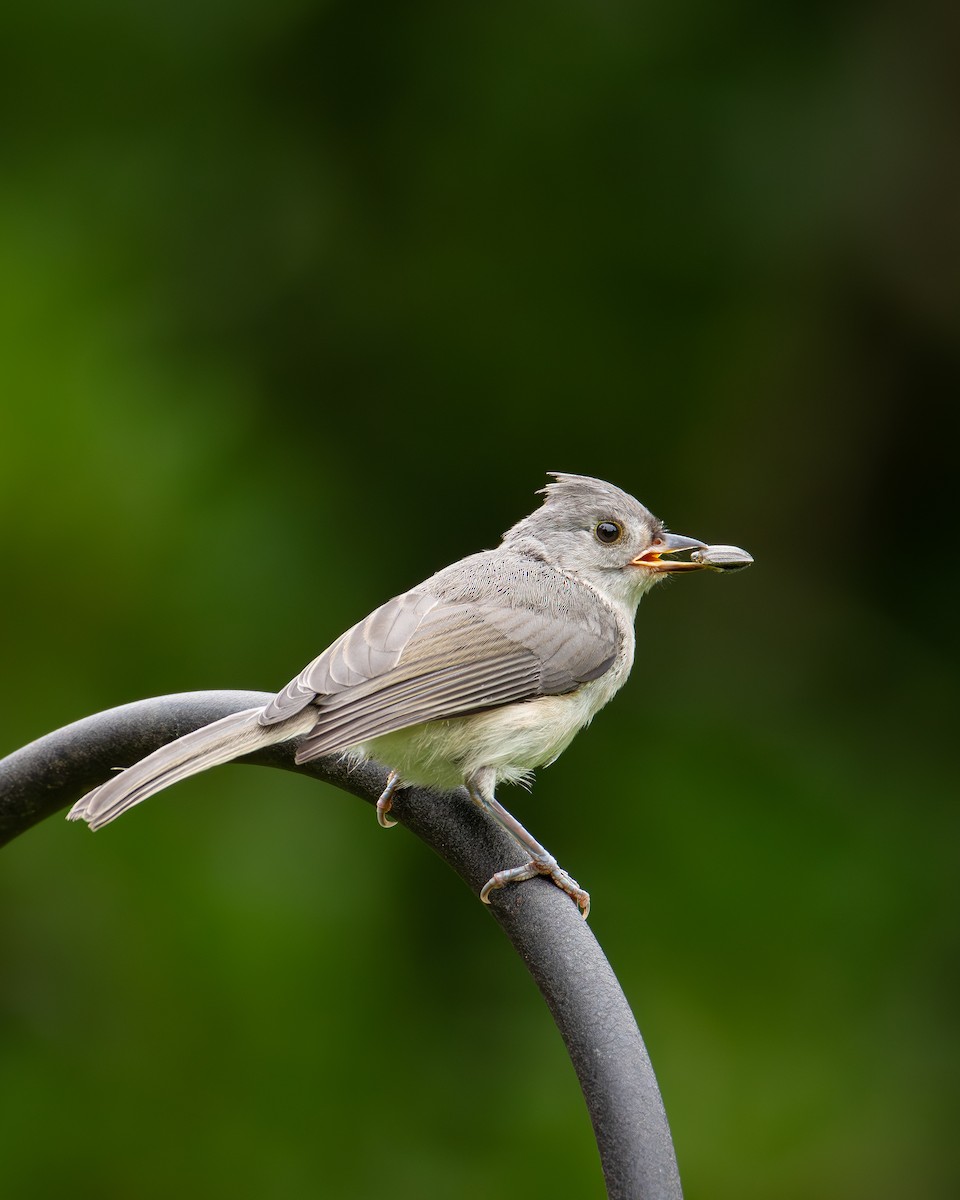 Tufted Titmouse - ML623353922