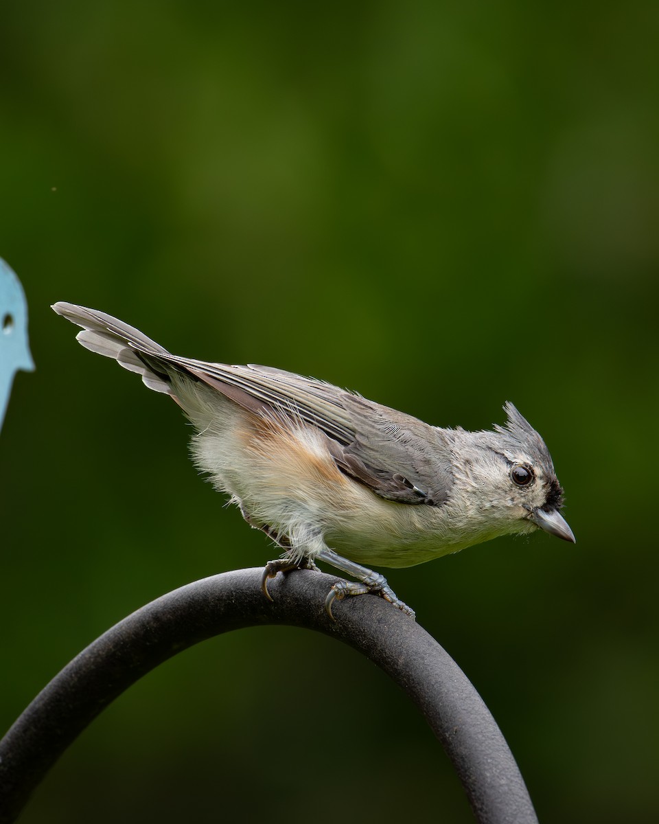 Tufted Titmouse - ML623353923