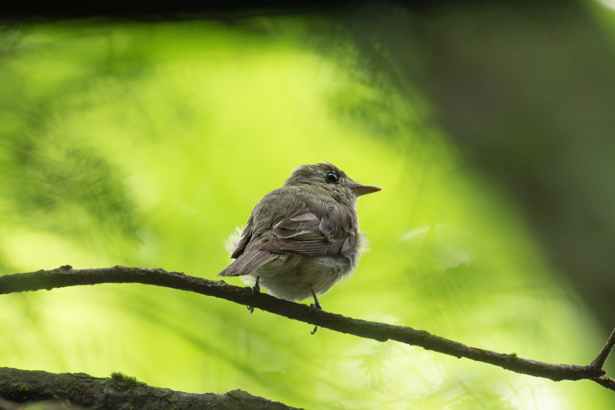 Acadian Flycatcher - Alton Spencer