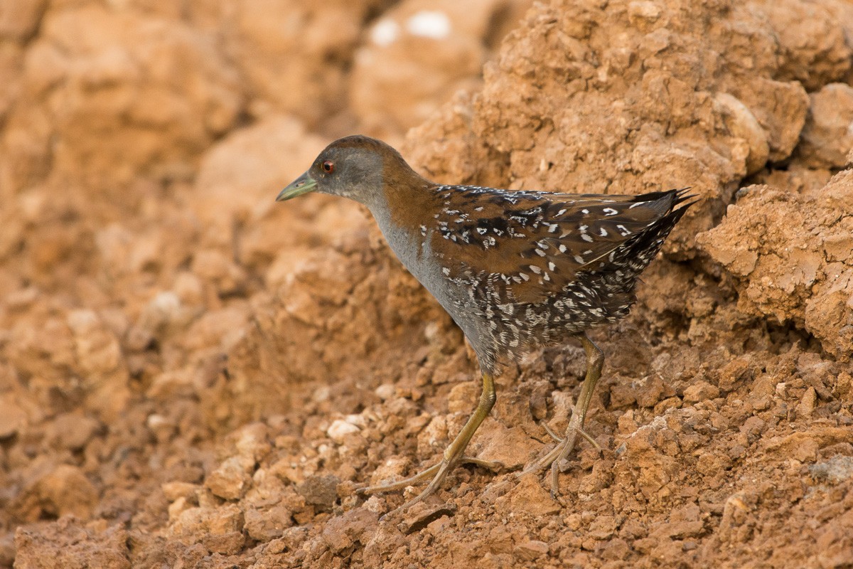 Baillon's Crake - ML623353954