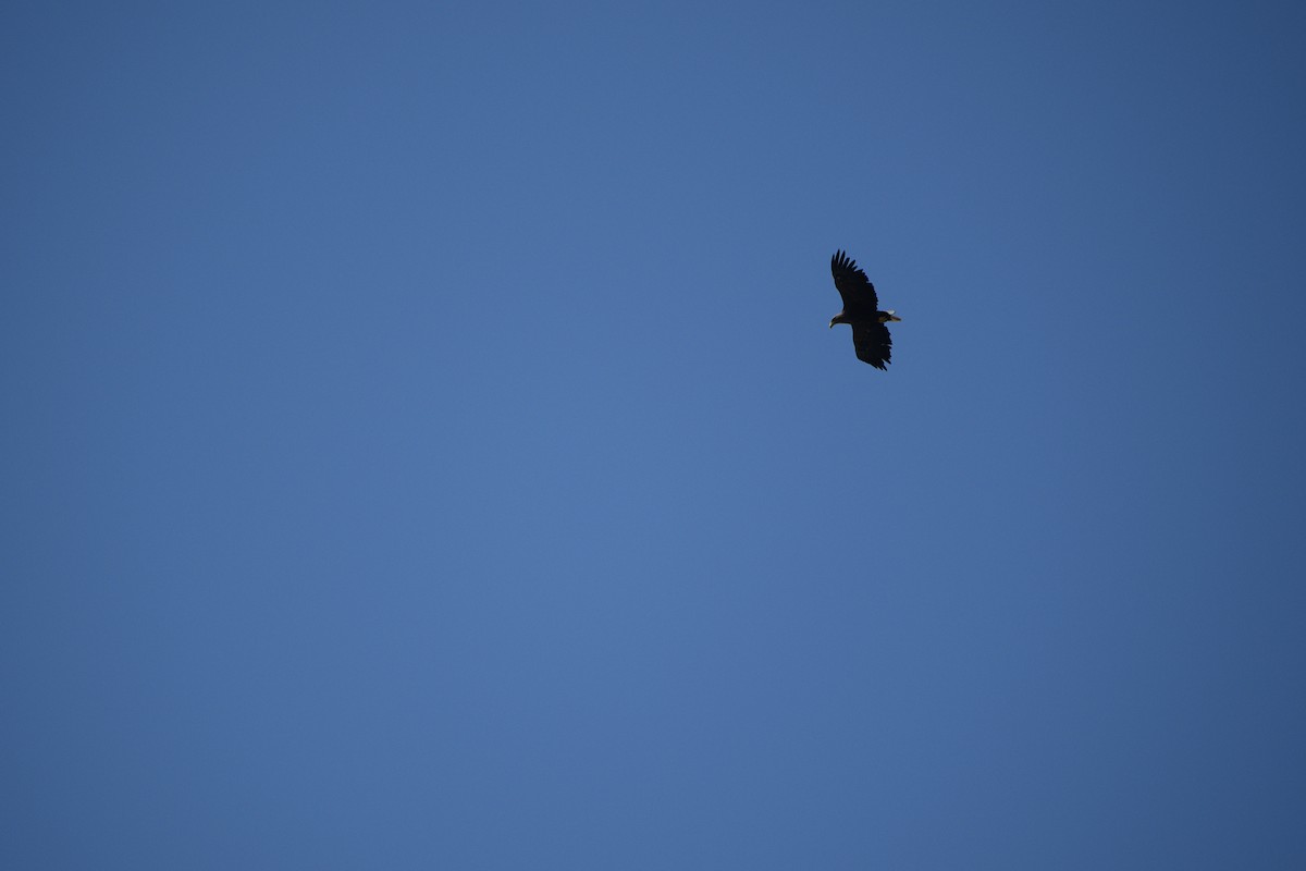 White-tailed Eagle - Selim Ege Sağsöz