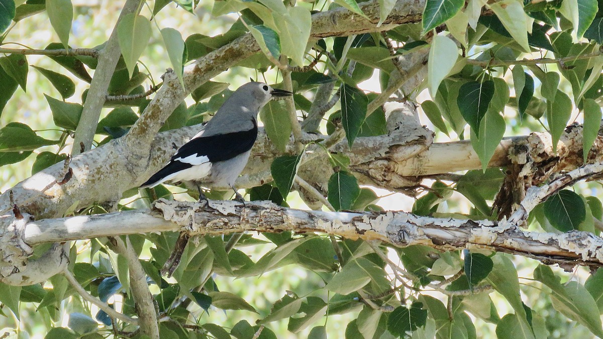 Clark's Nutcracker - ML623353975