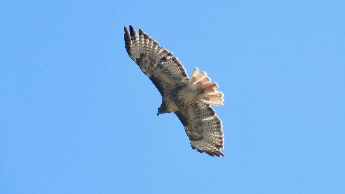 Red-tailed Hawk - ML623353994