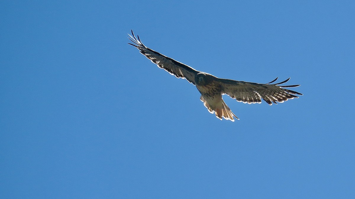 Red-tailed Hawk - ML623353995