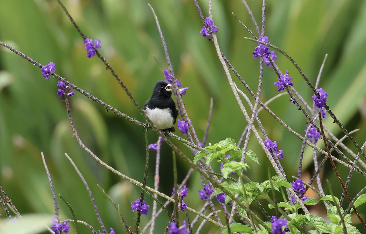 Black-and-white Seedeater - Jamie Adams