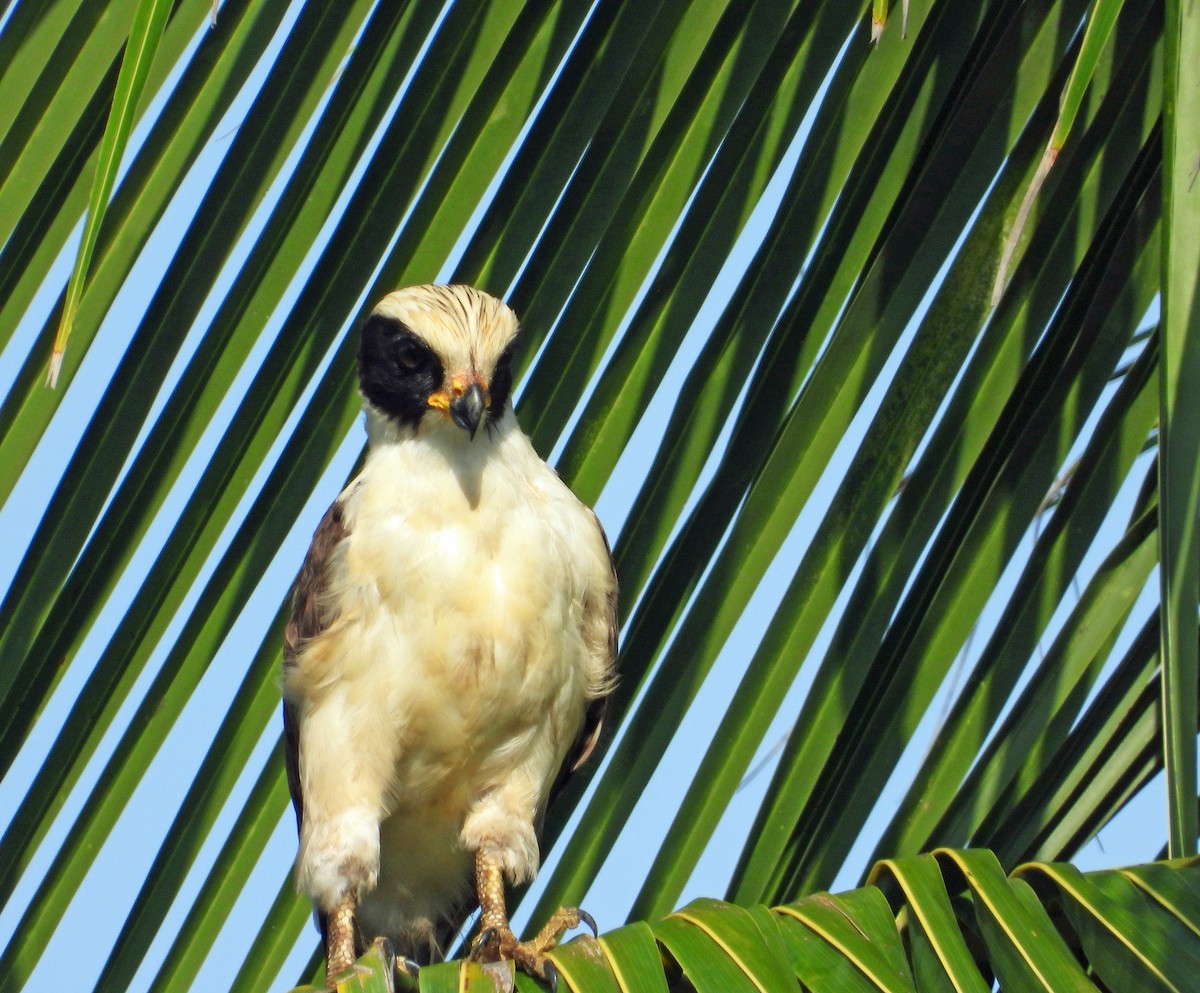 Laughing Falcon - ML623354013