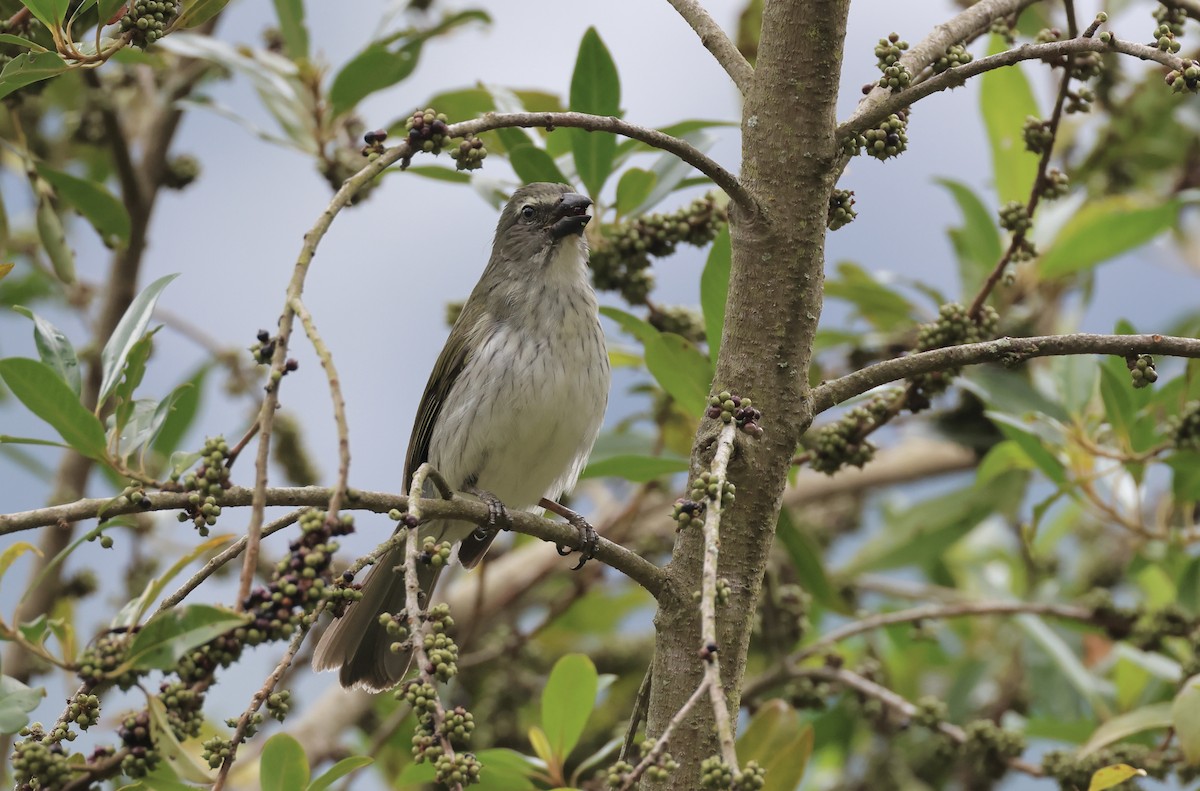 Çizgili Saltator - ML623354018