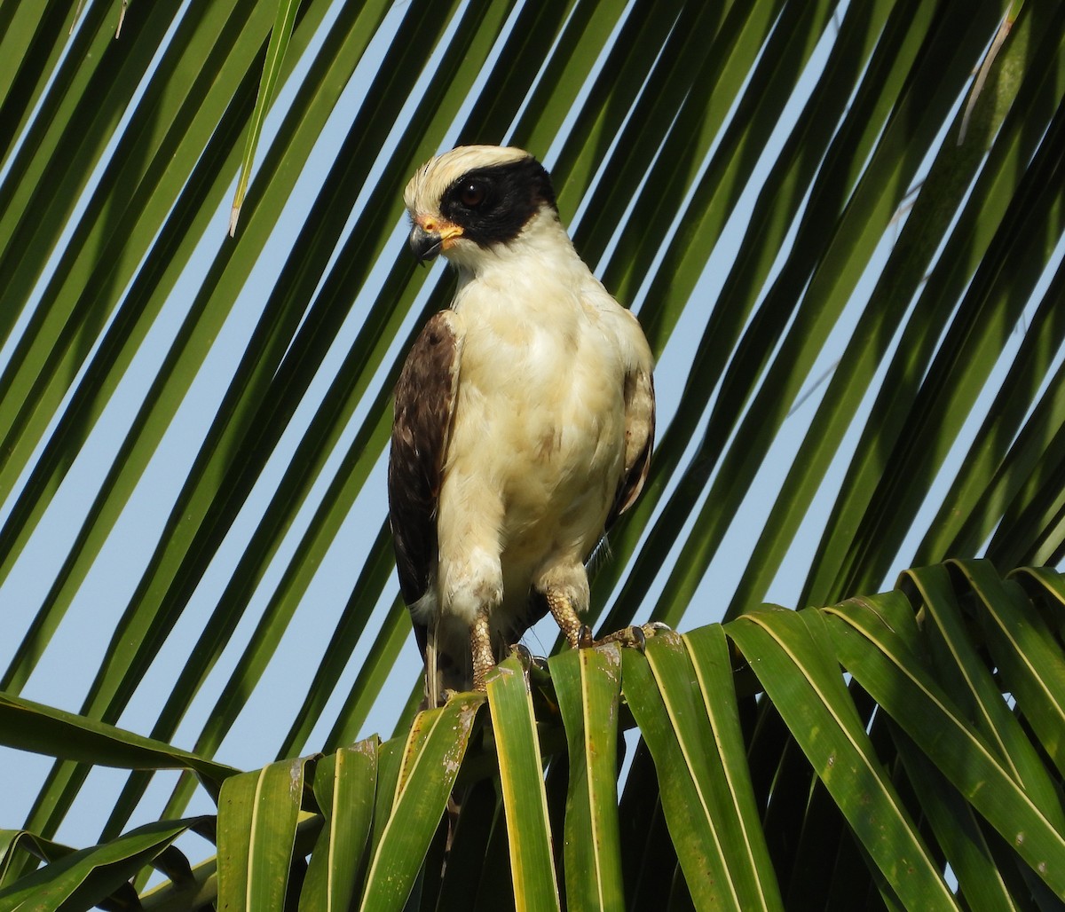 Laughing Falcon - Jennifer Coulson