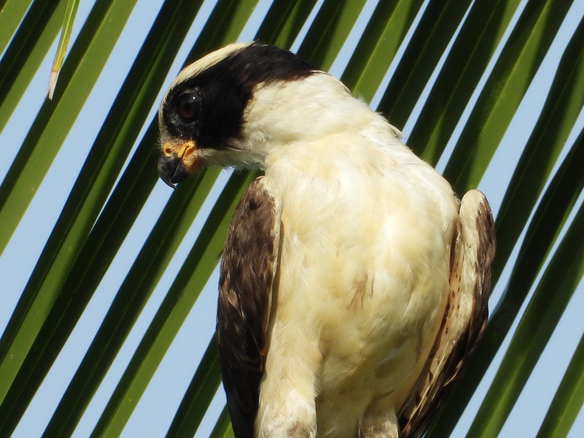 Laughing Falcon - ML623354020