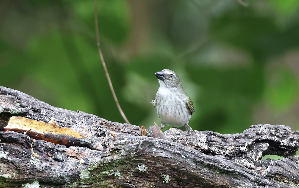 Çizgili Saltator - ML623354034