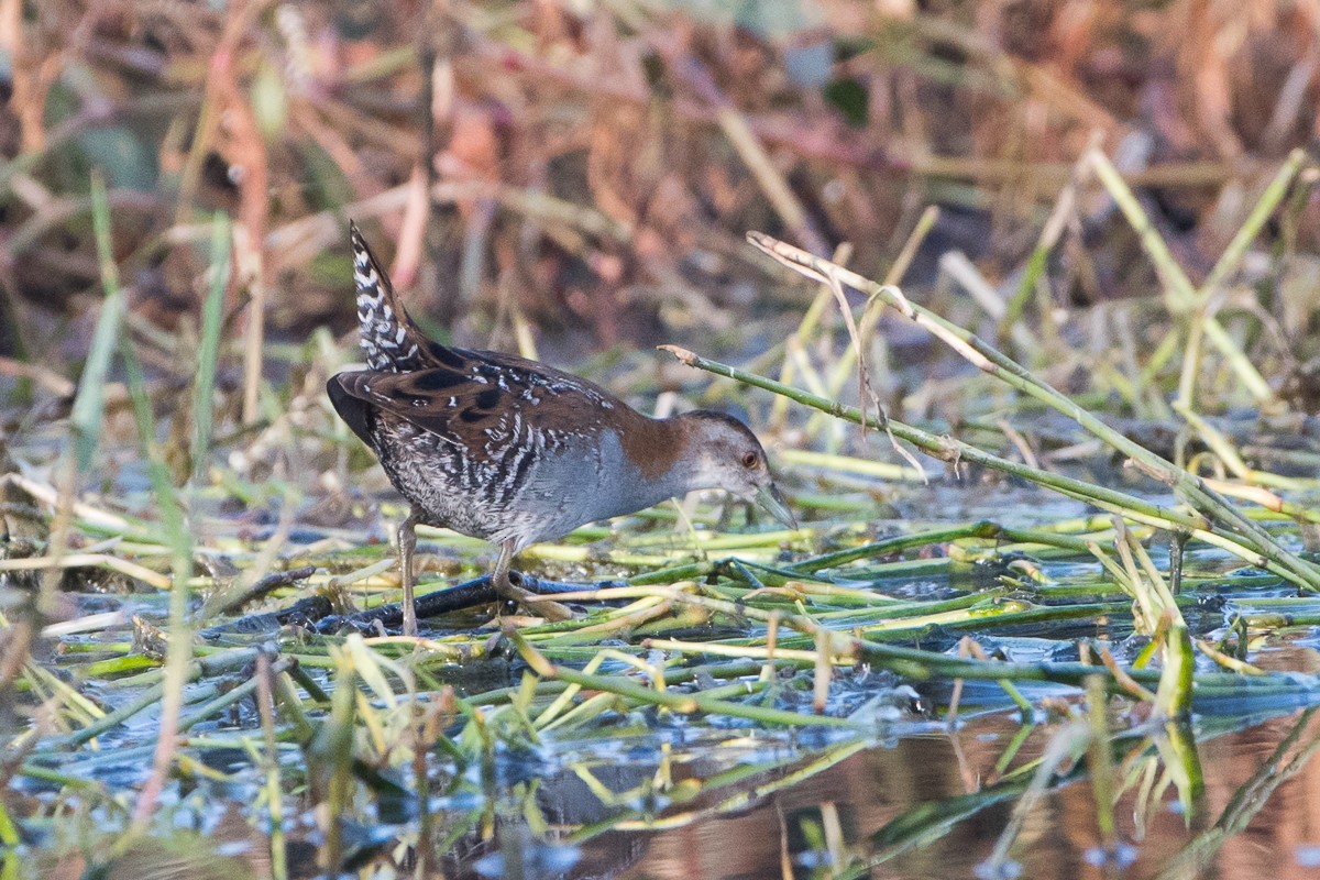 Baillon's Crake - ML623354074