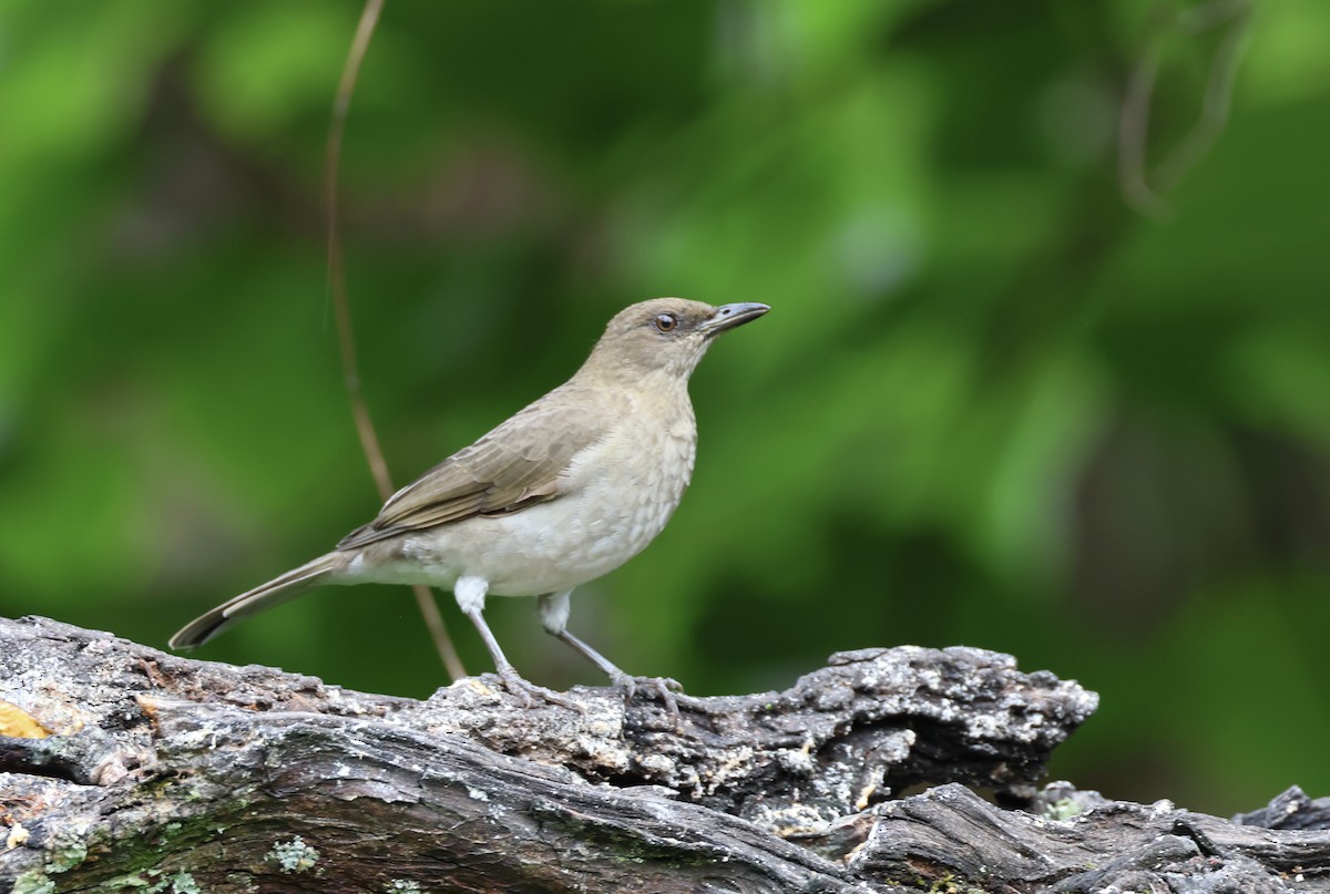 Black-billed Thrush - ML623354087