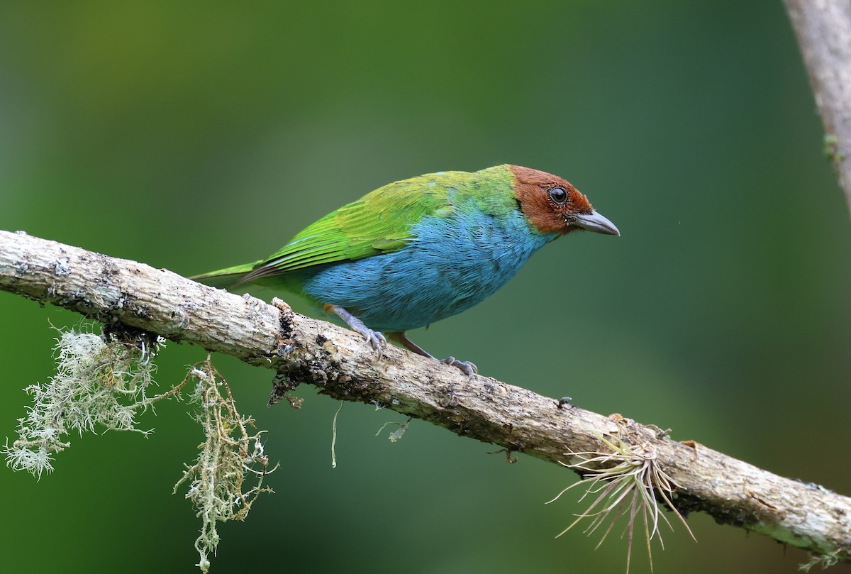 Bay-headed Tanager - ML623354093