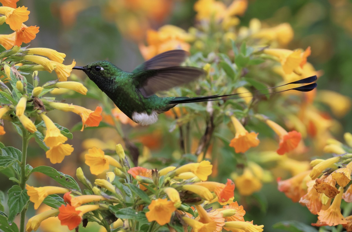 White-booted Racket-tail - ML623354107