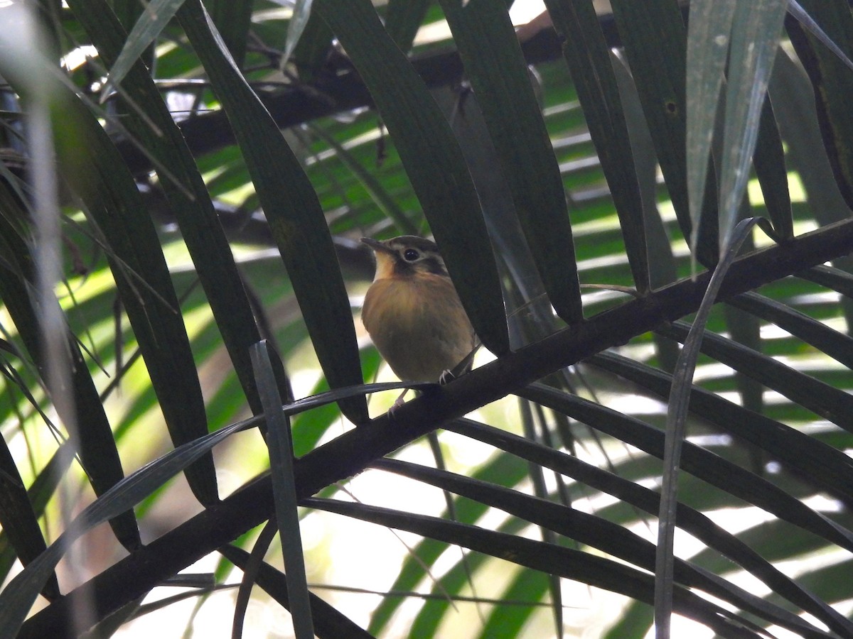 White-throated Spadebill - Leandro Corrêa