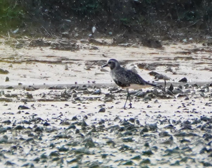 Black-bellied Plover - ML623354125