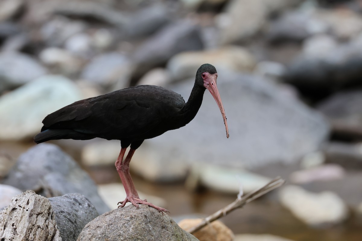 Bare-faced Ibis - ML623354146