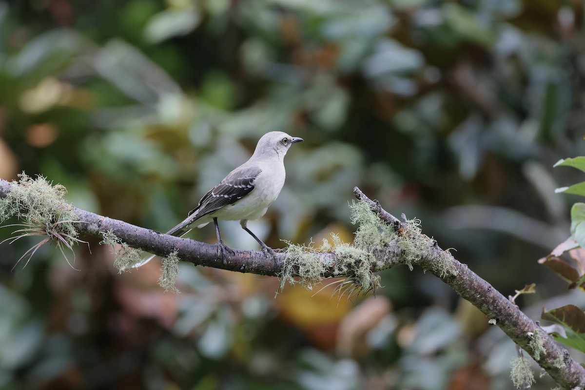 Tropical Mockingbird - ML623354166